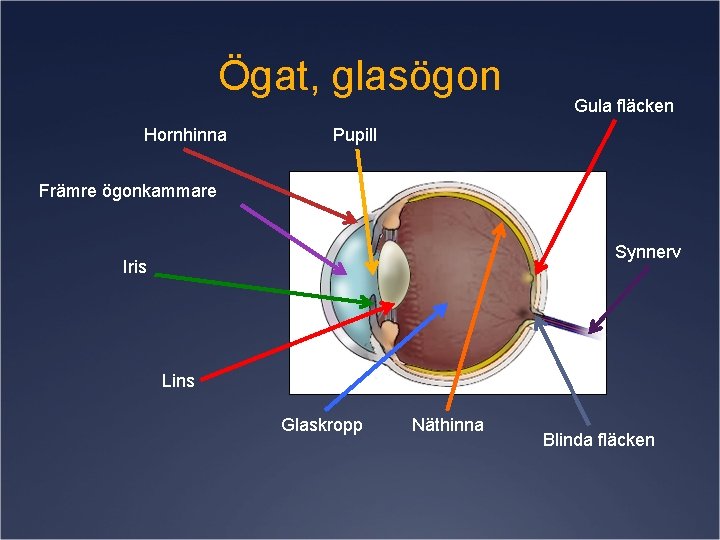 Ögat, glasögon Hornhinna Gula fläcken Pupill Främre ögonkammare Synnerv Iris Lins Glaskropp Näthinna Blinda