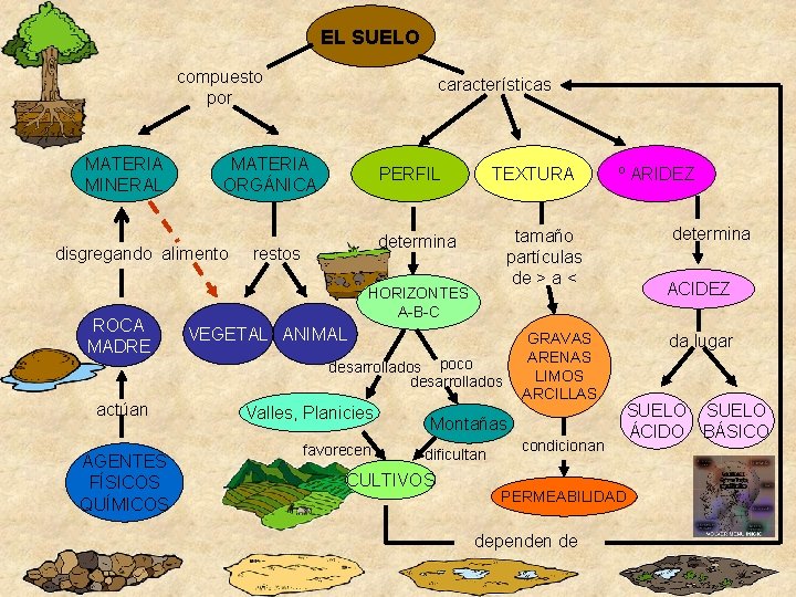 EL SUELO compuesto por MATERIA MINERAL MATERIA ORGÁNICA disgregando alimento ROCA MADRE actúan AGENTES