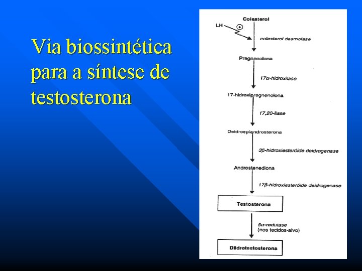 Via biossintética para a síntese de testosterona 