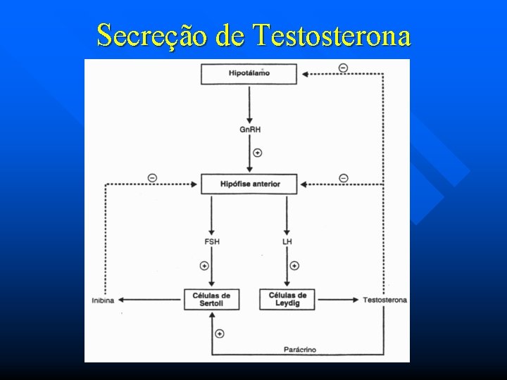 Secreção de Testosterona 