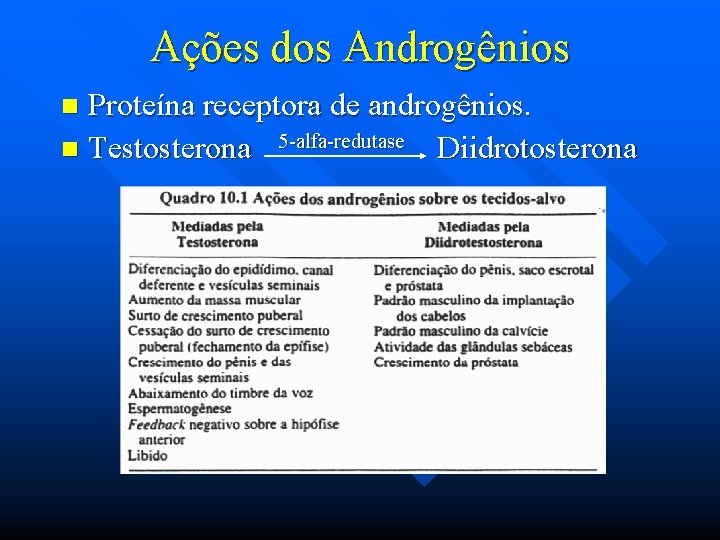 Ações dos Androgênios Proteína receptora de androgênios. n Testosterona 5 -alfa-redutase Diidrotosterona n 