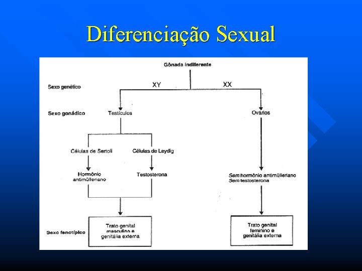 Diferenciação Sexual 