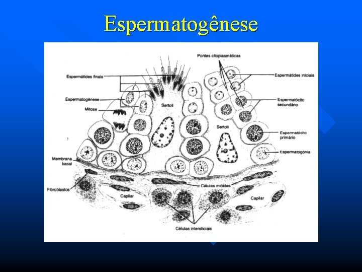 Espermatogênese 