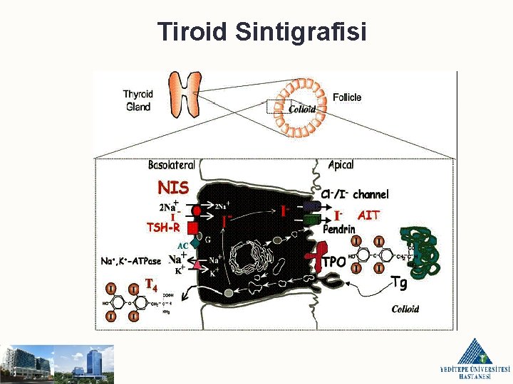 Tiroid Sintigrafisi 