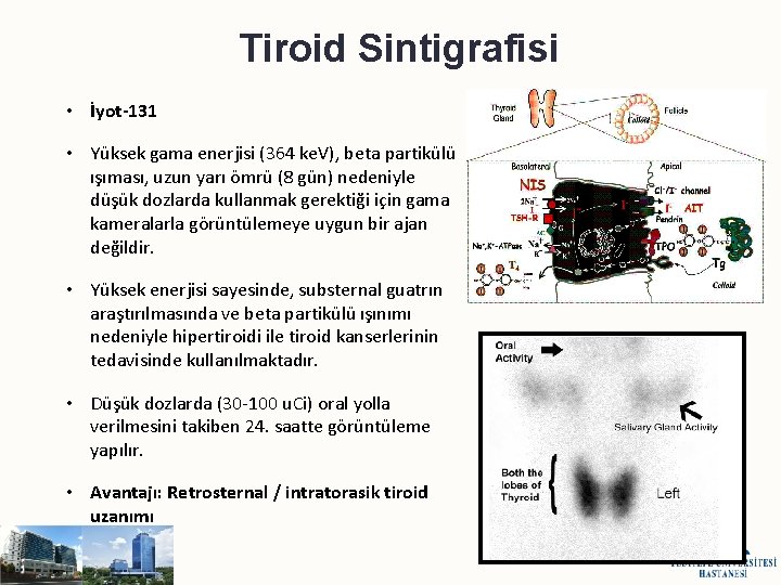 Tiroid Sintigrafisi • İyot-131 • Yüksek gama enerjisi (364 ke. V), beta partikülü ışıması,