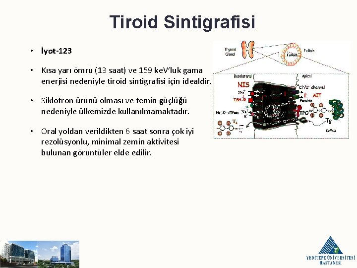 Tiroid Sintigrafisi • İyot-123 • Kısa yarı ömrü (13 saat) ve 159 ke. V’luk