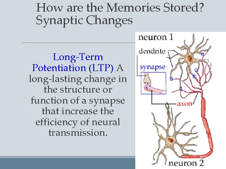 How are the Memories Stored? Synaptic Changes Long-Term Potentiation (LTP) A long-lasting change in