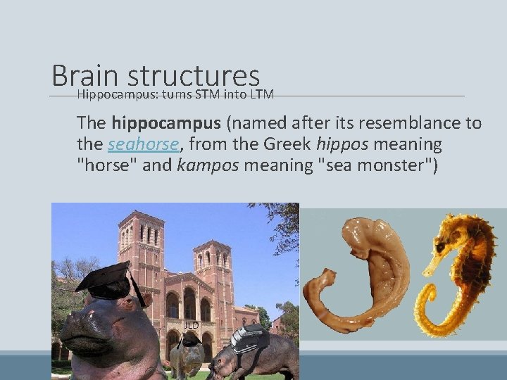 Brain structures Hippocampus: turns STM into LTM The hippocampus (named after its resemblance to