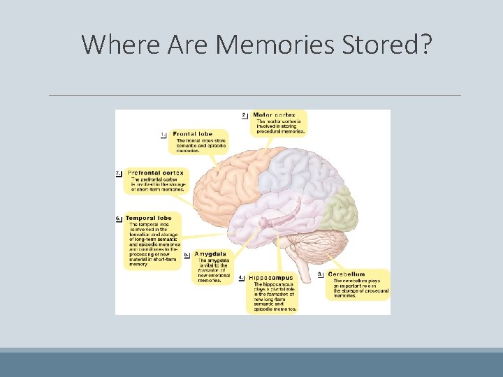 Where Are Memories Stored? 
