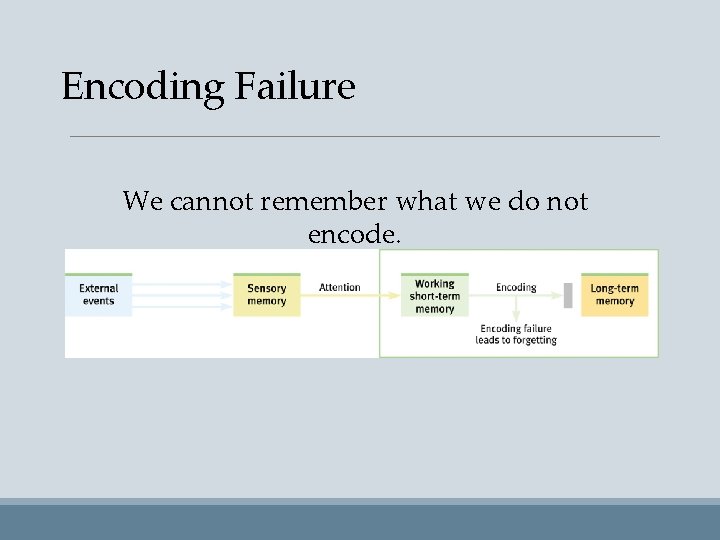 Encoding Failure We cannot remember what we do not encode. 