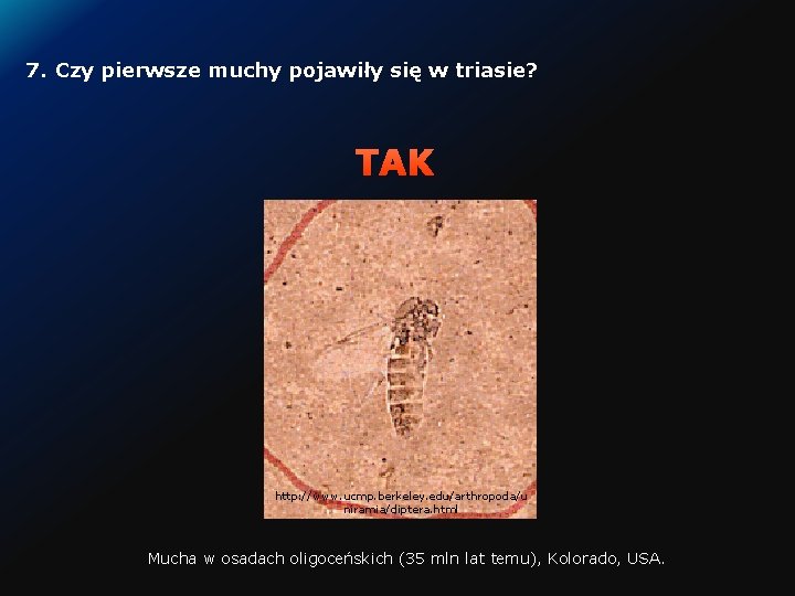 7. Czy pierwsze muchy pojawiły się w triasie? TAK http: //www. ucmp. berkeley. edu/arthropoda/u