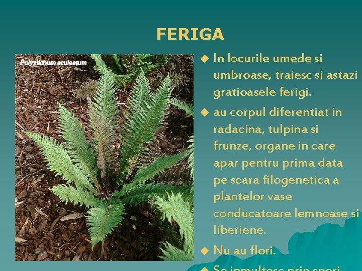 FERIGA In locurile umede si umbroase, traiesc si astazi gratioasele ferigi. u au corpul