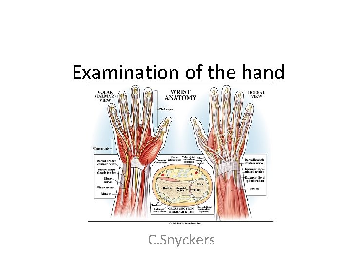 Examination of the hand C. Snyckers 