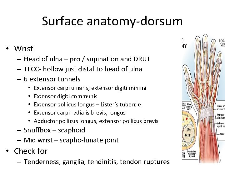 Surface anatomy-dorsum • Wrist – Head of ulna – pro / supination and DRUJ