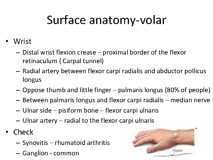 Surface anatomy-volar • Wrist – Distal wrist flexion crease – proximal border of the