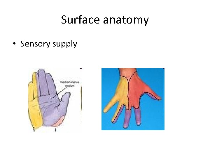 Surface anatomy • Sensory supply 