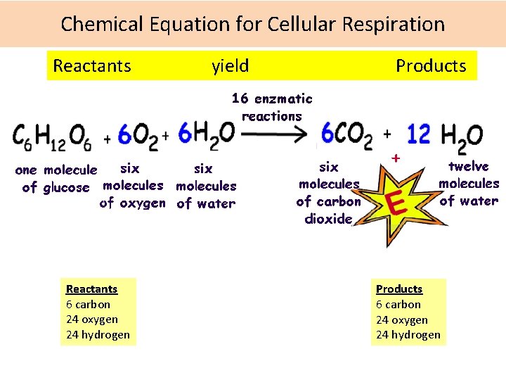 Chemical Equation for Cellular Respiration Reactants yield Products Reactants 6 carbon 24 oxygen 24