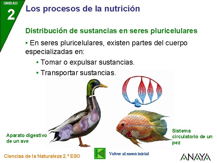 UNIDAD 2 Los procesos de la nutrición Distribución de sustancias en seres pluricelulares • UNIDAD 2 Los procesos de la nutrición Distribución de sustancias en seres pluricelulares •