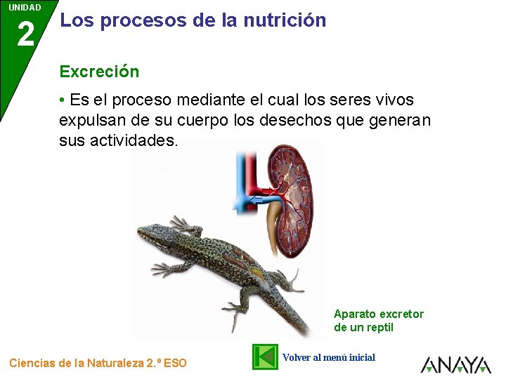 UNIDAD 2 Los procesos de la nutrición Excreción • Es el proceso mediante el UNIDAD 2 Los procesos de la nutrición Excreción • Es el proceso mediante el