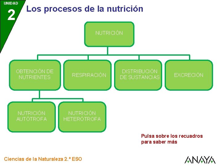 UNIDAD 2 Los procesos de la nutrición NUTRICIÓN OBTENCIÓN DE NUTRIENTES NUTRICIÓN AUTÓTROFA RESPIRACIÓN UNIDAD 2 Los procesos de la nutrición NUTRICIÓN OBTENCIÓN DE NUTRIENTES NUTRICIÓN AUTÓTROFA RESPIRACIÓN