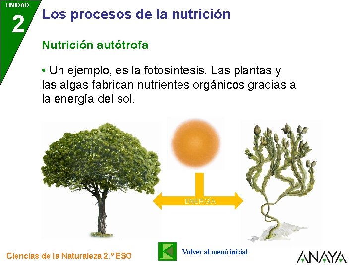 UNIDAD 2 Los procesos de la nutrición Nutrición autótrofa • Un ejemplo, es la UNIDAD 2 Los procesos de la nutrición Nutrición autótrofa • Un ejemplo, es la