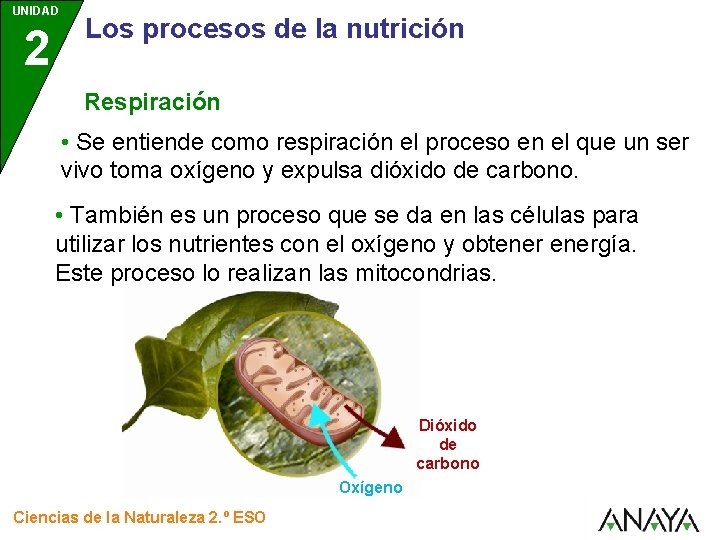 UNIDAD 2 Los procesos de la nutrición Respiración • Se entiende como respiración el UNIDAD 2 Los procesos de la nutrición Respiración • Se entiende como respiración el