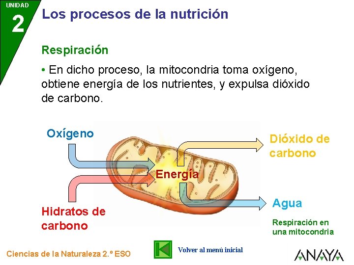 UNIDAD 2 Los procesos de la nutrición Respiración • En dicho proceso, la mitocondria UNIDAD 2 Los procesos de la nutrición Respiración • En dicho proceso, la mitocondria