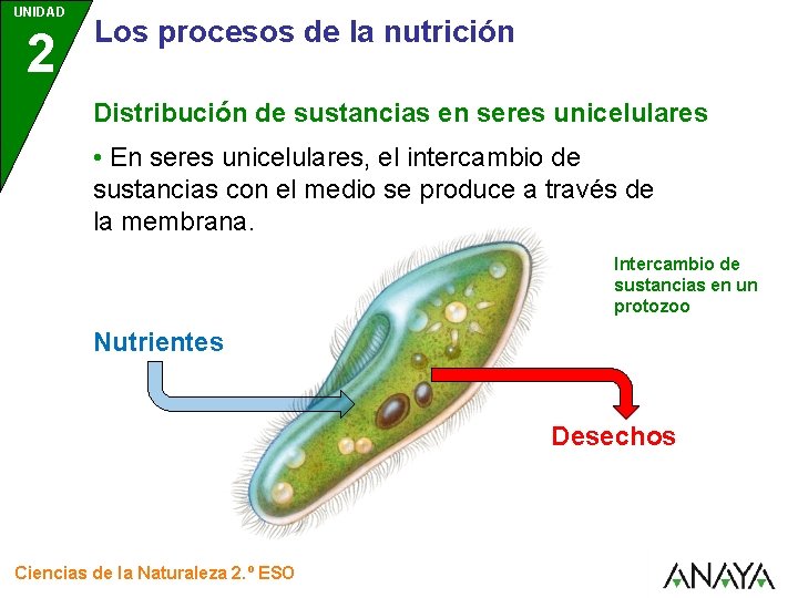 UNIDAD 2 Los procesos de la nutrición Distribución de sustancias en seres unicelulares • UNIDAD 2 Los procesos de la nutrición Distribución de sustancias en seres unicelulares •