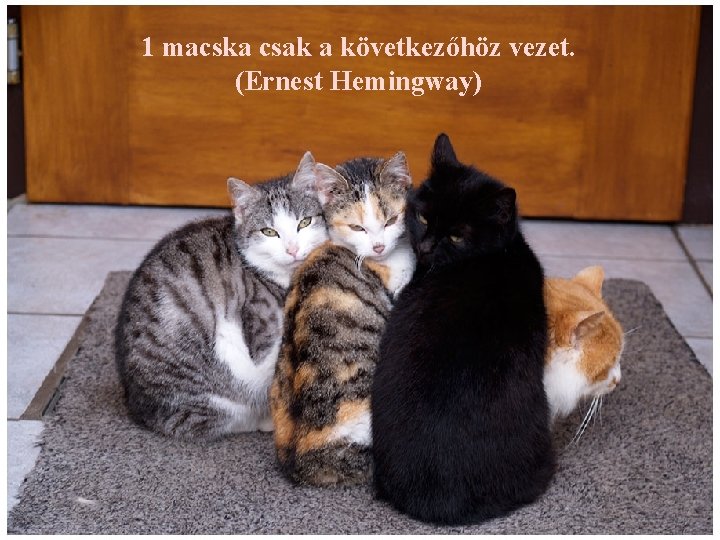 1 macska csak a következőhöz vezet. (Ernest Hemingway) 