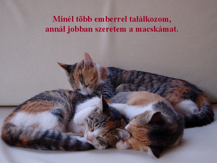 Minél több emberrel találkozom, annál jobban szeretem a macskámat. 