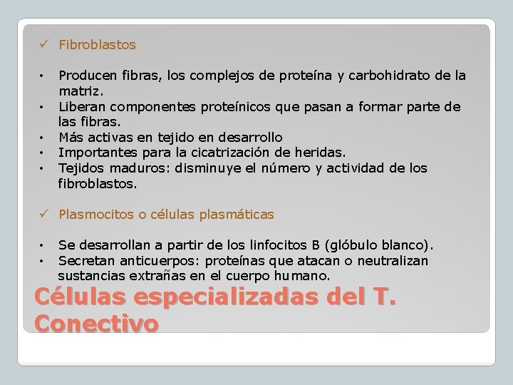 ü Fibroblastos • • • Producen fibras, los complejos de proteína y carbohidrato de