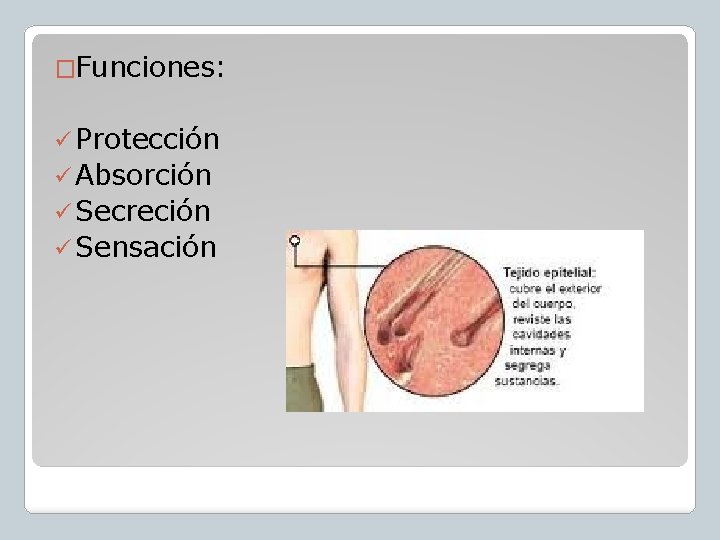 �Funciones: ü Protección ü Absorción ü Secreción ü Sensación 