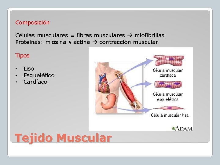 Composición Células musculares = fibras musculares miofibrillas Proteínas: miosina y actina contracción muscular Tipos