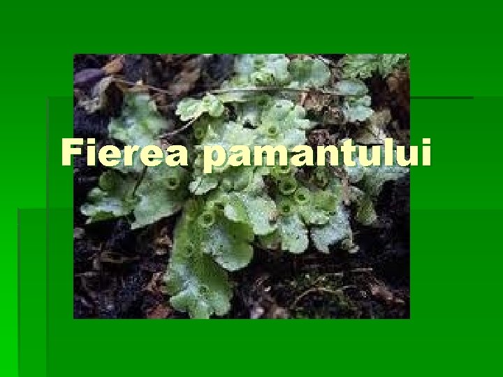 Fierea pamantului 