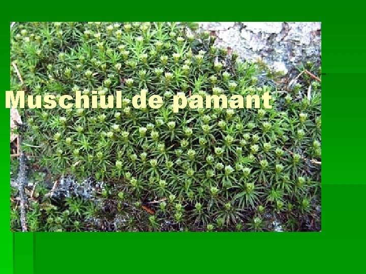 Muschiul de pamant 