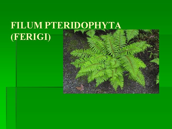 FILUM PTERIDOPHYTA (FERIGI) 