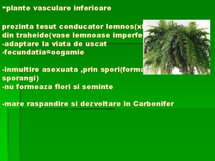 -plante vasculare inferioare prezinta tesut conducator lemnos(xilem)- format din traheide(vase lemnoase imperfecte) -adaptare la