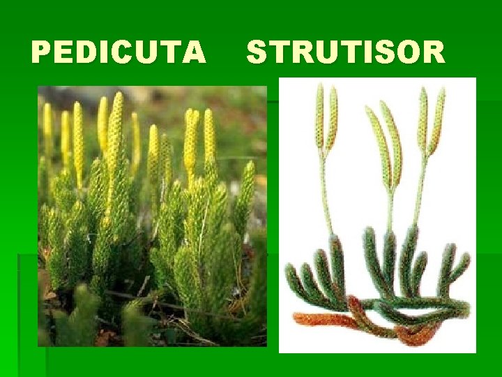 PEDICUTA STRUTISOR 