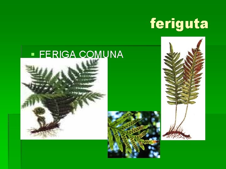 feriguta § FERIGA COMUNA 