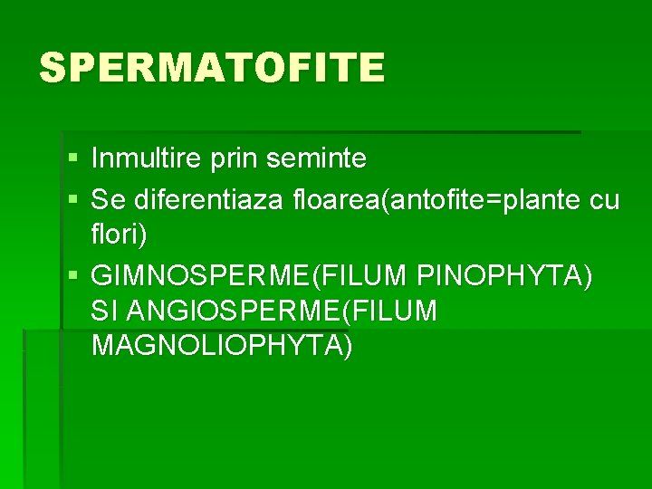 SPERMATOFITE § Inmultire prin seminte § Se diferentiaza floarea(antofite=plante cu flori) § GIMNOSPERME(FILUM PINOPHYTA)