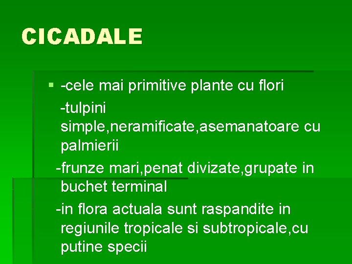 CICADALE § -cele mai primitive plante cu flori -tulpini simple, neramificate, asemanatoare cu palmierii