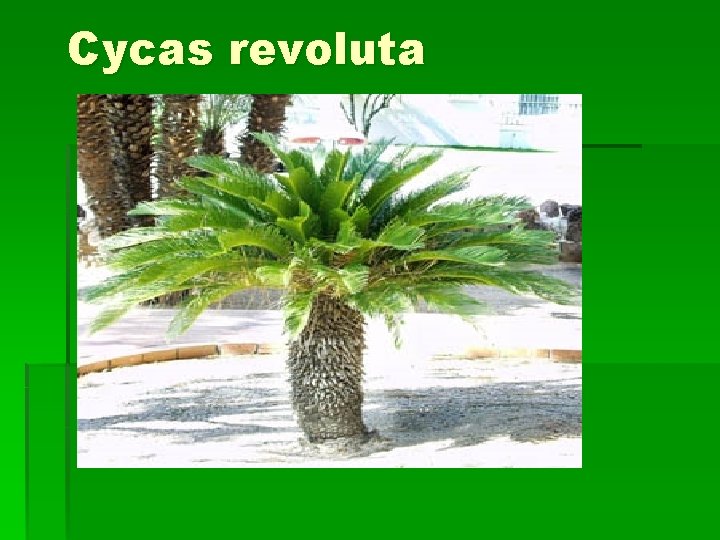 Cycas revoluta 