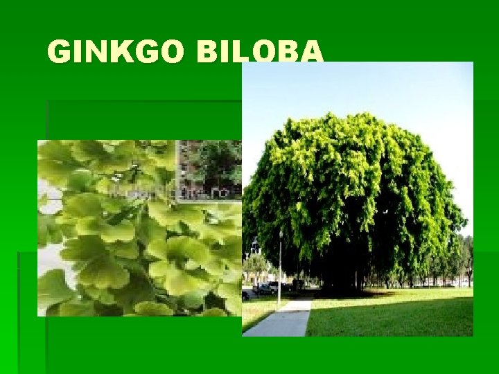 GINKGO BILOBA 