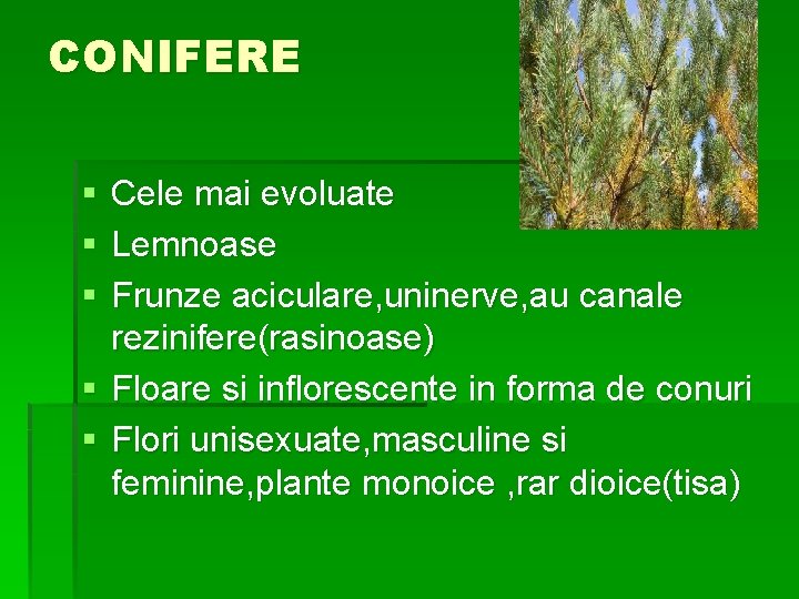 CONIFERE § § § Cele mai evoluate Lemnoase Frunze aciculare, uninerve, au canale rezinifere(rasinoase)