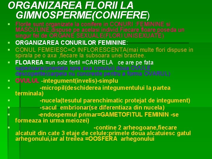 ORGANIZAREA FLORII LA GIMNOSPERME(CONIFERE) § Florile sunt organizate la conifere in CONURI : FEMININE