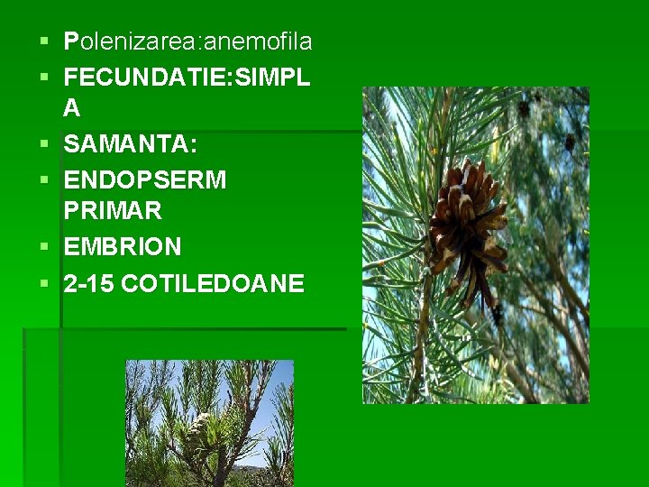 § Polenizarea: anemofila § FECUNDATIE: SIMPL A § SAMANTA: § ENDOPSERM PRIMAR § EMBRION