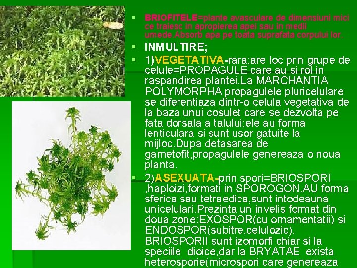 § BRIOFITELE=plante avasculare de dimensiuni mici ce traiesc in apropierea apei sau in medii