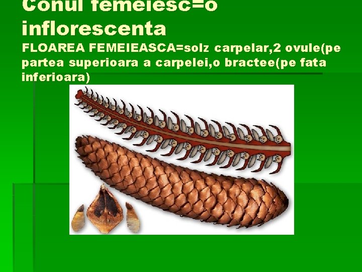 Conul femeiesc=o inflorescenta FLOAREA FEMEIEASCA=solz carpelar, 2 ovule(pe partea superioara a carpelei, o bractee(pe