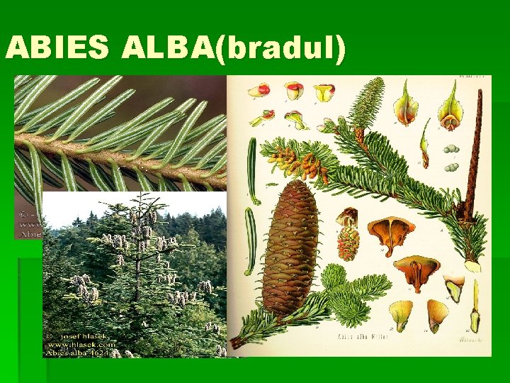 ABIES ALBA(bradul) 