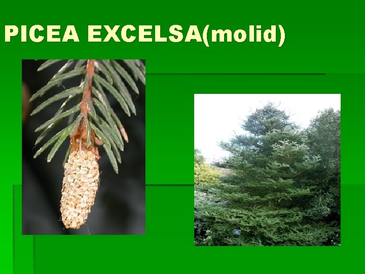 PICEA EXCELSA(molid) 